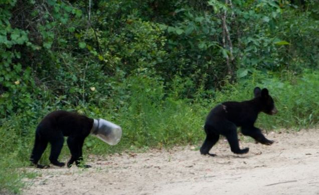 Bear Stuck in a Jar