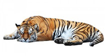 Sleeping Tiger