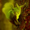 How to Help Your Client Overcome a Trauma Freeze Response squirrel-tree